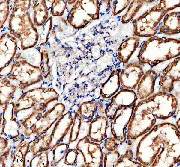 IHC analysis of HINT2 using anti-HINT2 antibody (A11143-1)