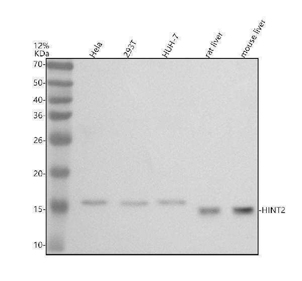 Western blot analysis of HINT2 using anti-HINT2 antibody (A11143-1)