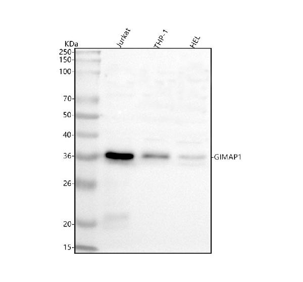 Figure 1. Western blot analysis of GIMAP1 using anti-GIMAP1 antibody (A11144-1). Electrophoresis was performed on a 5-20% SDS-PAGE gel at 70V (Stacking gel) / 90V (Resolving gel) for 2-3 hours. The sample well of each lane was loaded with 30 ug of sample under reducing conditions. Lane 1: human Jurkat whole cell lysates, Lane 2: human THP-1 whole cell lysates, Lane 3: human HEL whole cell lysates. After electrophoresis, proteins were transferred to a nitrocellulose membrane at 150 mA for 50-90 minutes. Blocked the membrane with 5% non-fat milk/TBS for 1.5 hour at RT. The membrane was incubated with rabbit anti-GIMAP1 antigen affinity purified polyclonal antibody (Catalog # A11144-1) at 0.5 microg/mL overnight at 4°C, then washed with TBS-0.1%Tween 3 times with 5 minutes each and probed with a goat anti-rabbit IgG-HRP secondary antibody at a dilution of 1:5000 for 1.5 hour at RT. The signal is developed using an Enhanced Chemiluminescent detection (ECL) kit (Catalog # EK1002) with Tanon 5200 system. A specific band was detected for GIMAP1 at approximately 36 kDa. The expected band size for GIMAP1 is at 34 kDa.