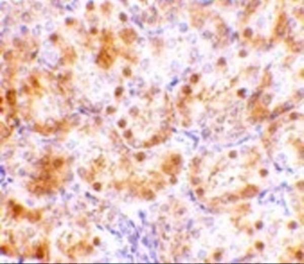 Immunohistochemistry of NENF in rat kidney tissue with NENF antibody at 10 μg/mL