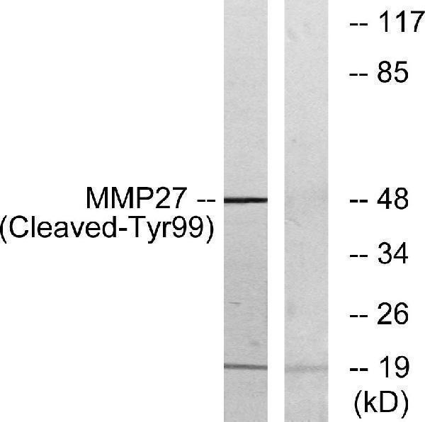 a11153 mmp27 primary antibodies wb testing 1