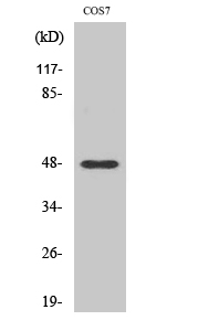 a11153 mmp27 primary antibodies wb testing 2