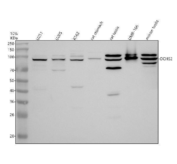 a11158 dchs2 primary antibodies wb testing 1
