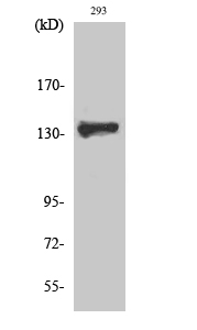 a11168 1 zbtb40 primary antibodies wb testing 2