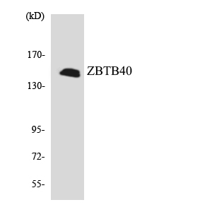 a11168 1 zbtb40 primary antibodies wb testing 4