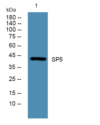 a11172 sp5 primary antibodies wb testing 1