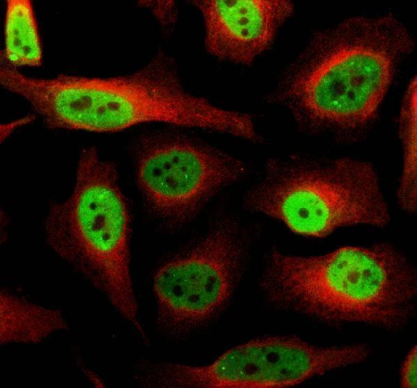 a11176 1 dach2 primary antibodies if testing 1