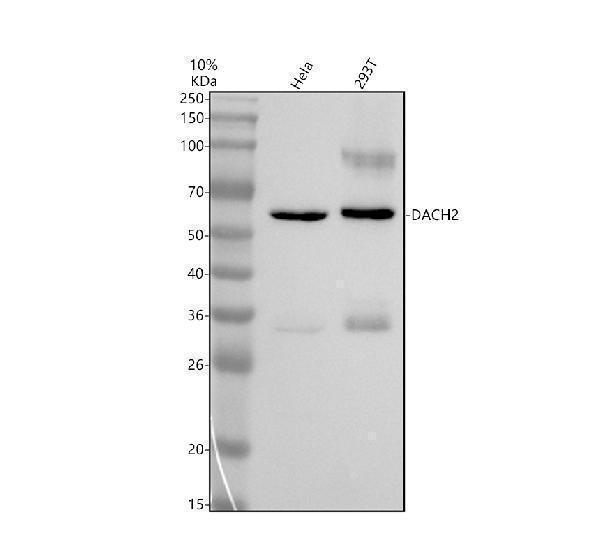 a11176 1 dach2 primary antibodies wb testing 1
