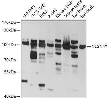 Western blot analysis of extract of various cells, using NLGN4Y antibody