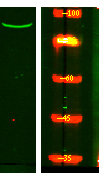 a11183 pigq primary antibodies wb testing 1
