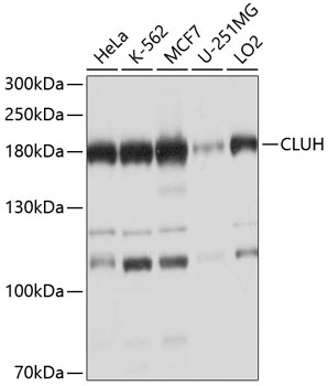 a11184 cluh primary antiboties wb testing 1