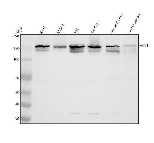 Western blot analysis of KIAA0182/GSE1 using anti-KIAA0182/GSE1 antibody (A11186-1)