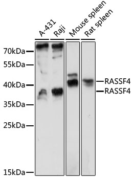 Western blot analysis of extracts of various cell lines, using RASSF4 antibody  at 1:1000 dilution