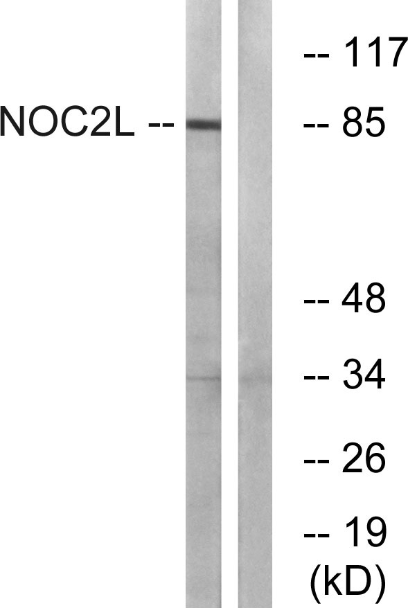 a11194 noc2l primary antibodies wb testing 1