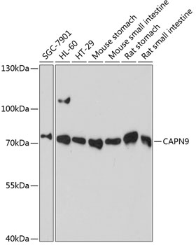 Western blot analysis of extracts of various cell lines, using CAPN9 antibody  at 1:3000 dilution