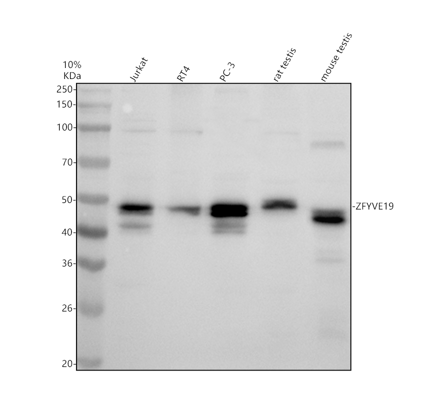 a11198 1 zfyve19 primary antibodies wb testing 1