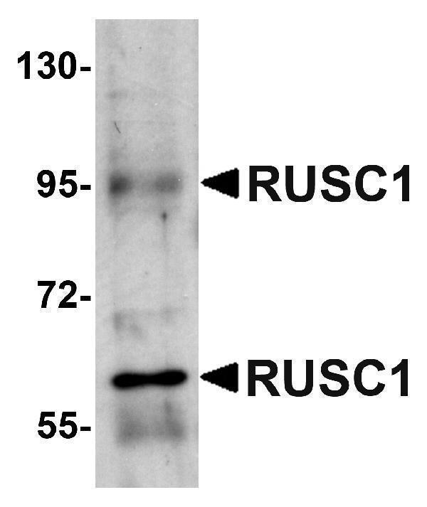 a11204 rusc1 primary antibodies wb testing 1