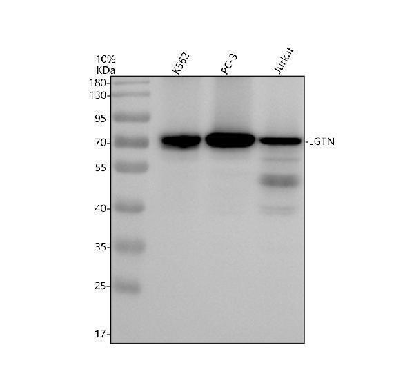 Western blot analysis of LGTN using anti-LGTN antibody (A11205-1)