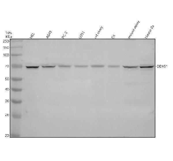 a11206 3 ddx51 primary antibodies wb testing 1