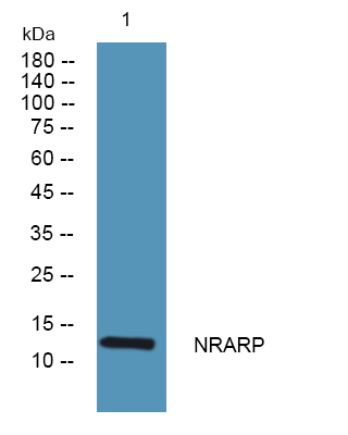 a11207 nrarp primary antibodies wb testing 1