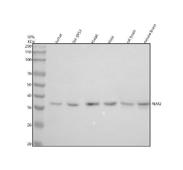  Western blot analysis of REM2 using anti-REM2 antibody (A11219-2)