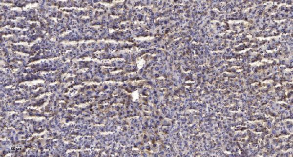 a11221 mtif3 primary antibodies ihc testing 1