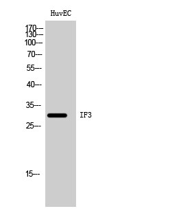 a11221 mtif3 primary antibodies wb testing 2