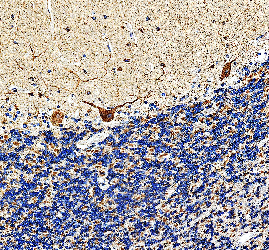 a11224 1 ndnf primary antibodies ihc testing 1