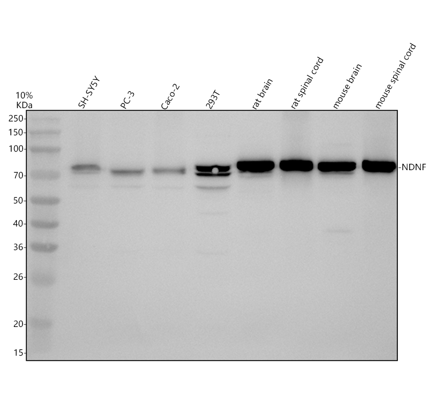 a11224 1 ndnf primary antibodies wb testing 1