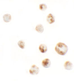 a11242 afap1l1 primary antibodies icc testing 2