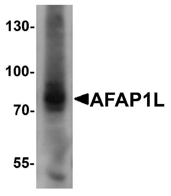 a11242 afap1l1 primary antibodies wb testing 1