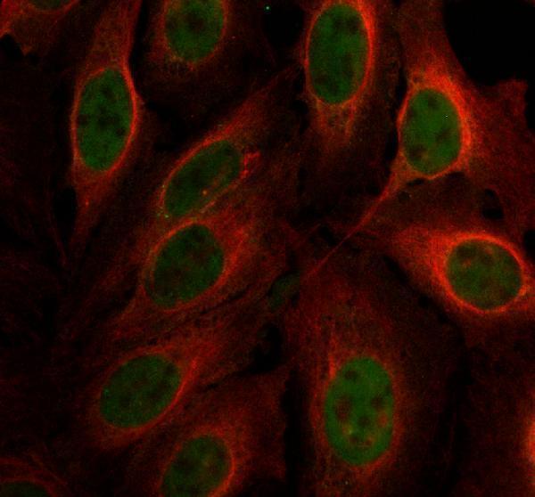 IF analysis of DUSP18 using anti-DUSP18 antibody (A11243) and anti-Alpha Tubulin antibody (M03989-3)