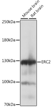 Western blot analysis of extracts of various cell lines, using ERC2 antibody  at 1:1000 dilution