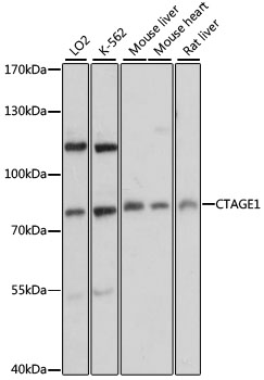 a11250 ctage1 primary antiboties wb testing 1