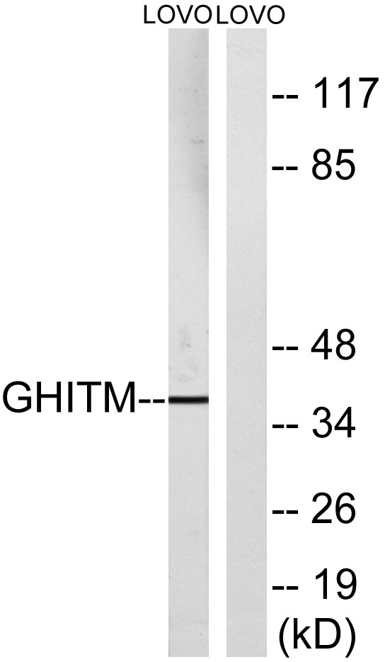 a11256 ghitm primary antibodies wb testing 2