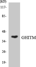 a11256 ghitm primary antibodies wb testing 3