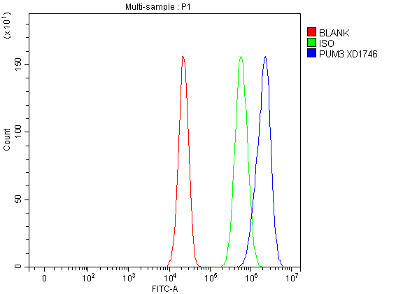  Flow Cytometry analysis of A549 cells using anti-PUF-A/KIAA0020/PUM3 antibody (A11257-4)