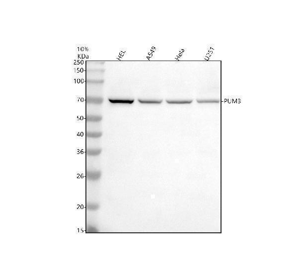  Western blot analysis of PUF-A/KIAA0020/PUM3 using anti-PUF-A/KIAA0020/PUM3 antibody (A11257-4)