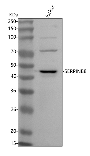 Figure 1. Western blot analysis of SERPINB8 using anti-SERPINB8 antibody (A11265-1). Electrophoresis was performed on a 5-20% SDS-PAGE gel at 70V (Stacking gel) / 90V (Resolving gel) for 2-3 hours. The sample well of each lane was loaded with 30 ug of sample under reducing conditions. Lane 1: human Jurkat whole cell lysates. After electrophoresis, proteins were transferred to a nitrocellulose membrane at 150 mA for 50-90 minutes. Blocked the membrane with 5% non-fat milk/TBS for 1.5 hour at RT. The membrane was incubated with rabbit anti-SERPINB8 antigen affinity purified polyclonal antibody (Catalog # A11265-1) at 0.5 microg/mL overnight at 4°C, then washed with TBS-0.1%Tween 3 times with 5 minutes each and probed with a goat anti-rabbit IgG-HRP secondary antibody at a dilution of 1:5000 for 1.5 hour at RT. The signal is developed using an Enhanced Chemiluminescent detection (ECL) kit (Catalog # EK1002) with Tanon 5200 system. A specific band was detected for SERPINB8 at approximately 48 kDa. The expected band size for SERPINB8 is at 43 kDa.
