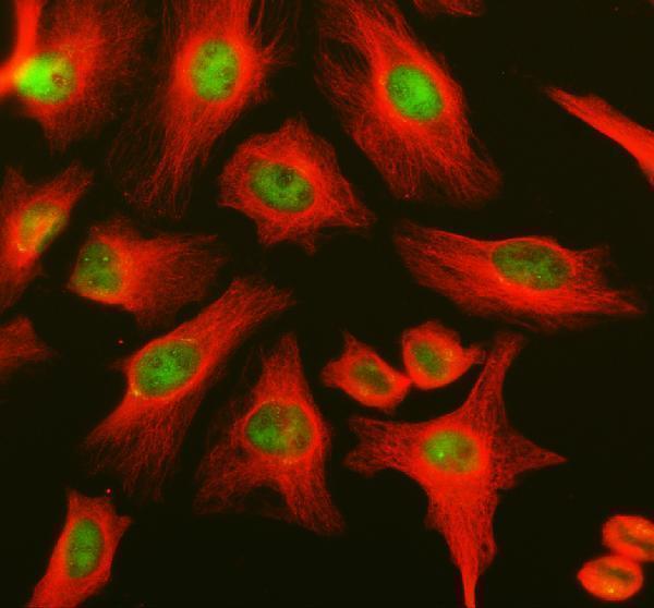 IF analysis of POLR2H using anti-POLR2H antibody (A11270-1) and anti-Alpha Tubulin antibody (M03989-3)