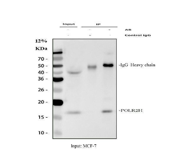 a11270 1 polr2h primary antibodies ip testing 1_1