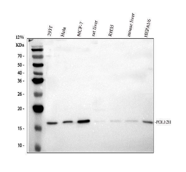 Western blot analysis of POLR2H using anti-POLR2H antibody (A11270-1)