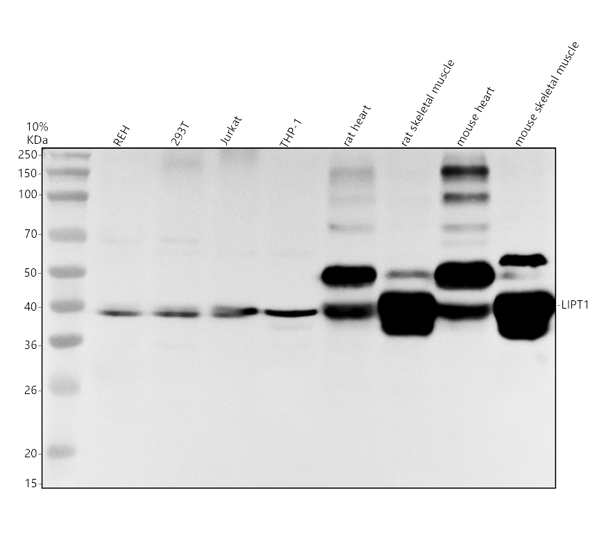 a11274 1 lipt1 primary antibodies wb testing 1