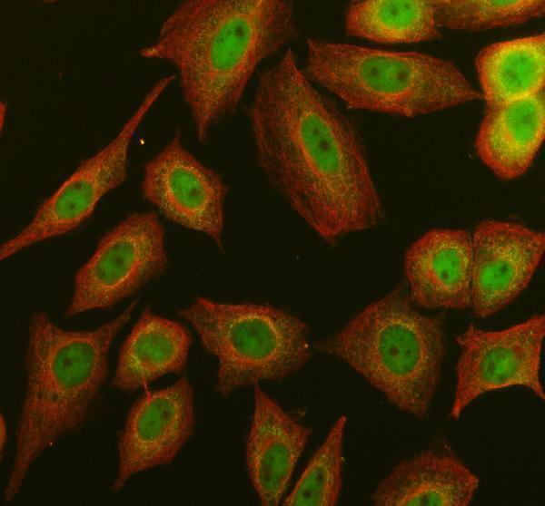 IF analysis of DDX28 using anti-DDX28 antibody (A11278) and anti-Alpha Tubulin antibody (M03989-3)