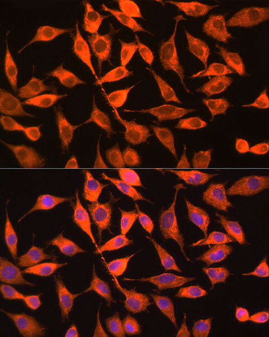 Immunofluorescence analysis of L929 cells using PITPNA Rabbit pAb  at dilution of 1:100 