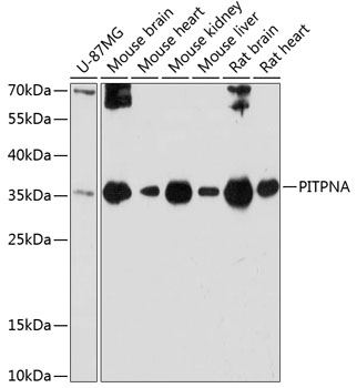 Western blot analysis of extracts of various cell lines, using PITPNA antibody  at 1:3000 dilution