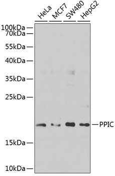 Western blot analysis of extracts of various cell lines, using PPIC antibody  at 1:1000 dilution