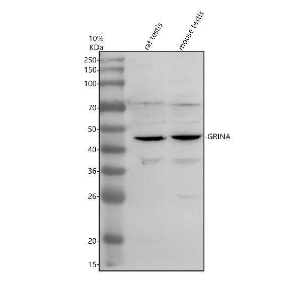 a11283 2 grina primary antibodies wb testing 1