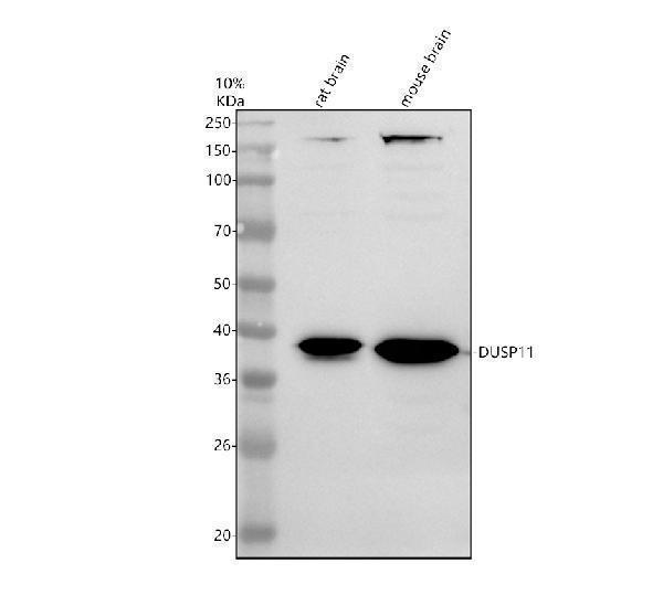 a11284 1 dusp11 primary antibodies wb testing 1