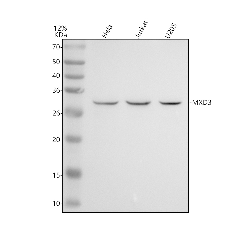 a11285 2 mxd3 primary antibodies wb testing 1